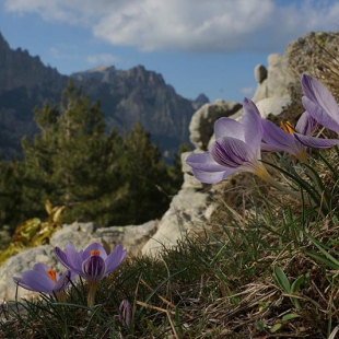 Crocus corsicus